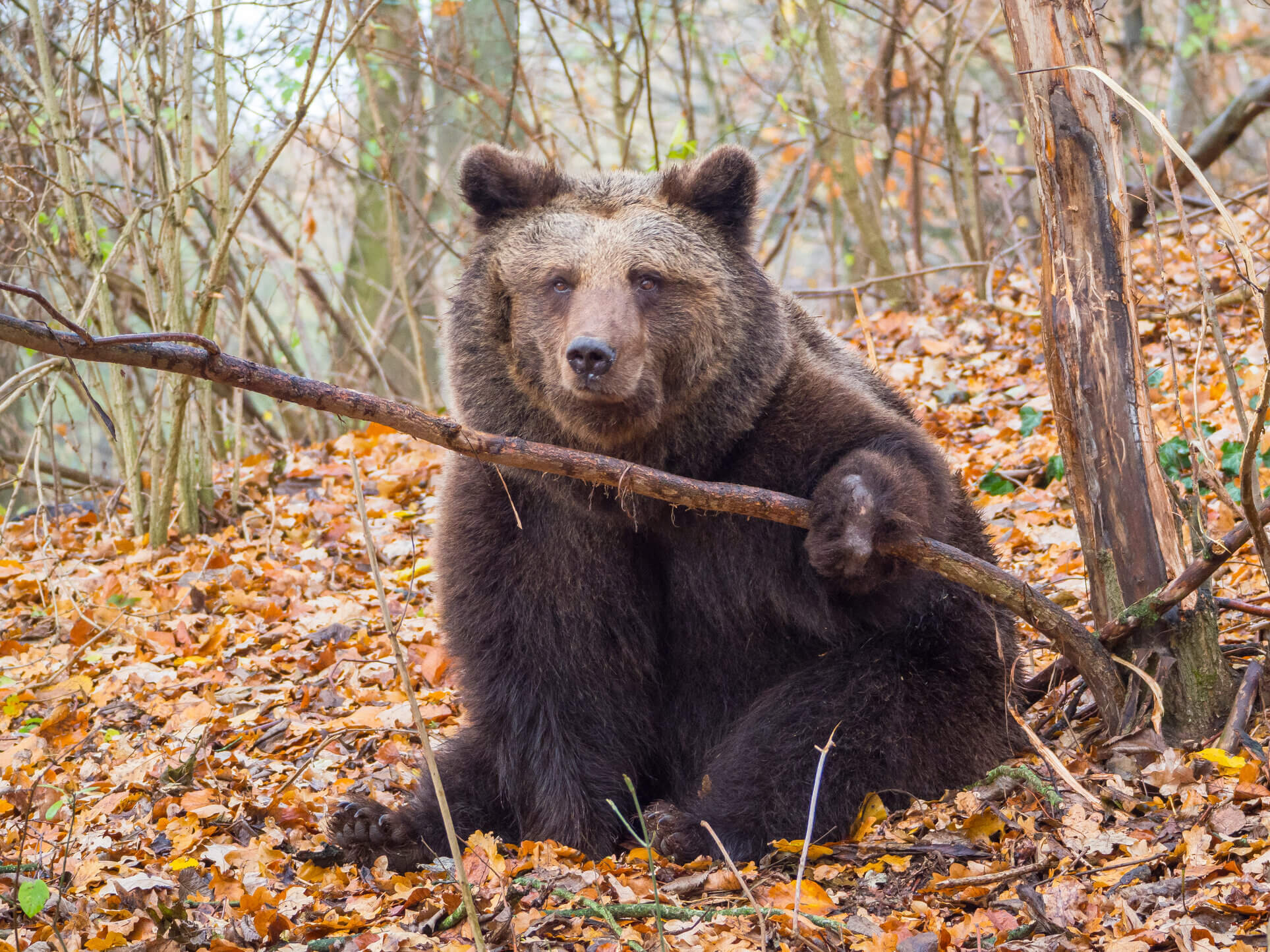 Animal Parks in Mecklenburg-Vorpommern