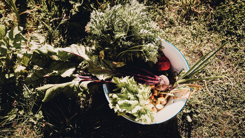 Young vegetables from the estate garden, © Levke Adomeit