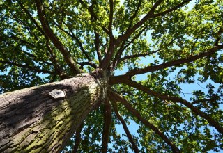 Billroth oak, © Tourismuszentrale Rügen