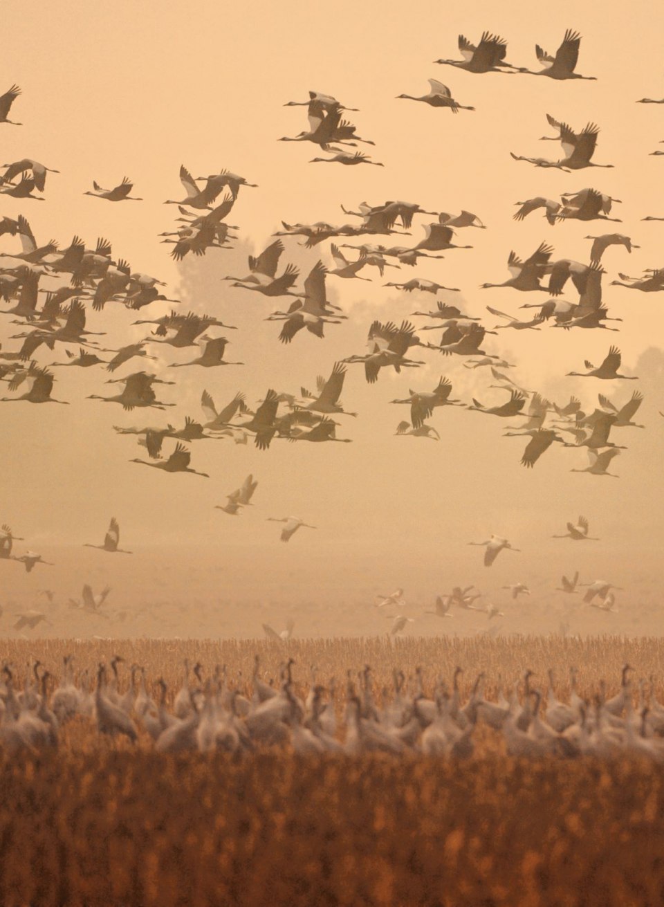 An impressive flock of cranes soars into the sky above the vast fields. In the soft light of dusk, the elegant birds stand out against the autumnal backdrop, a fascinating natural spectacle in Mecklenburg-Vorpommern.