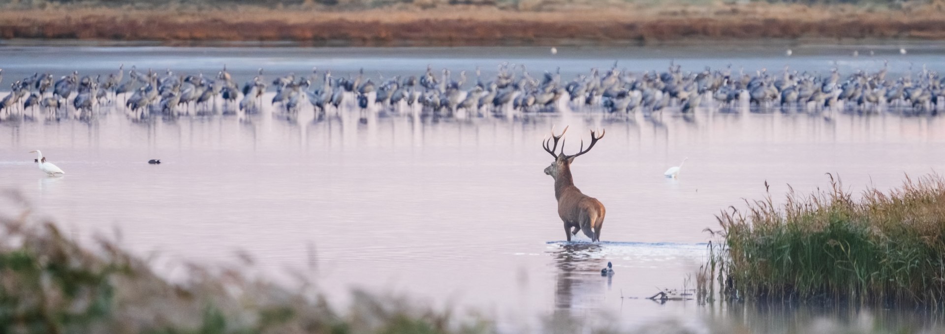 A stag wades through the shallow water at sunrise, surrounded by reeds and a group of cranes in the background.