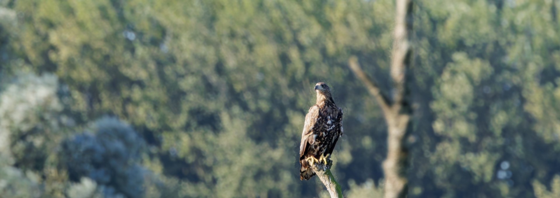 Young white-tailed eagle, © Kevin Hempel/ Vogeltouren MV