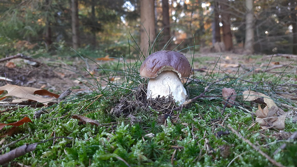 Mushroom hike, © Foto: Lutz Spindler