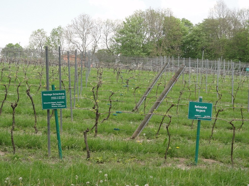 Vines, © B. Fischer