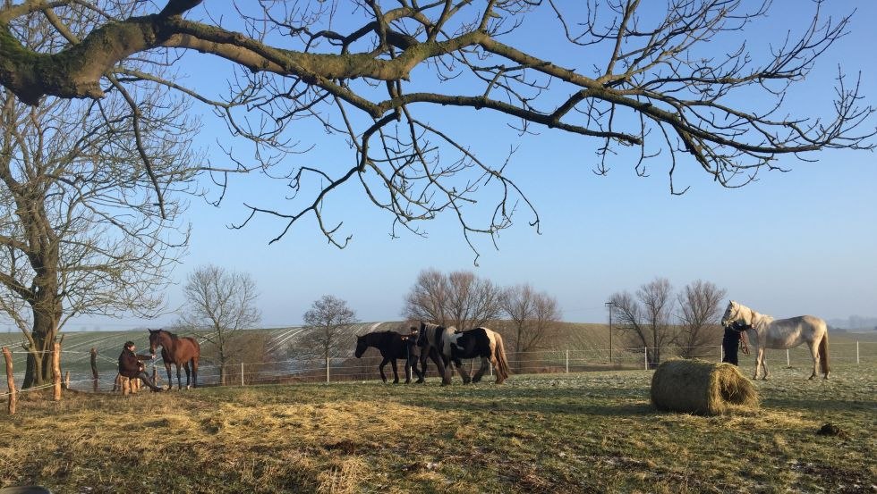 Horse life on the Nussbaumhof, © Nussbaumhof