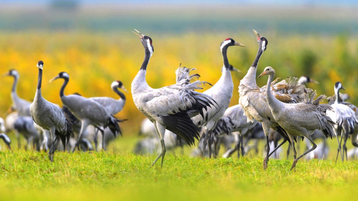 Cranes, © Südliche Boddenküste