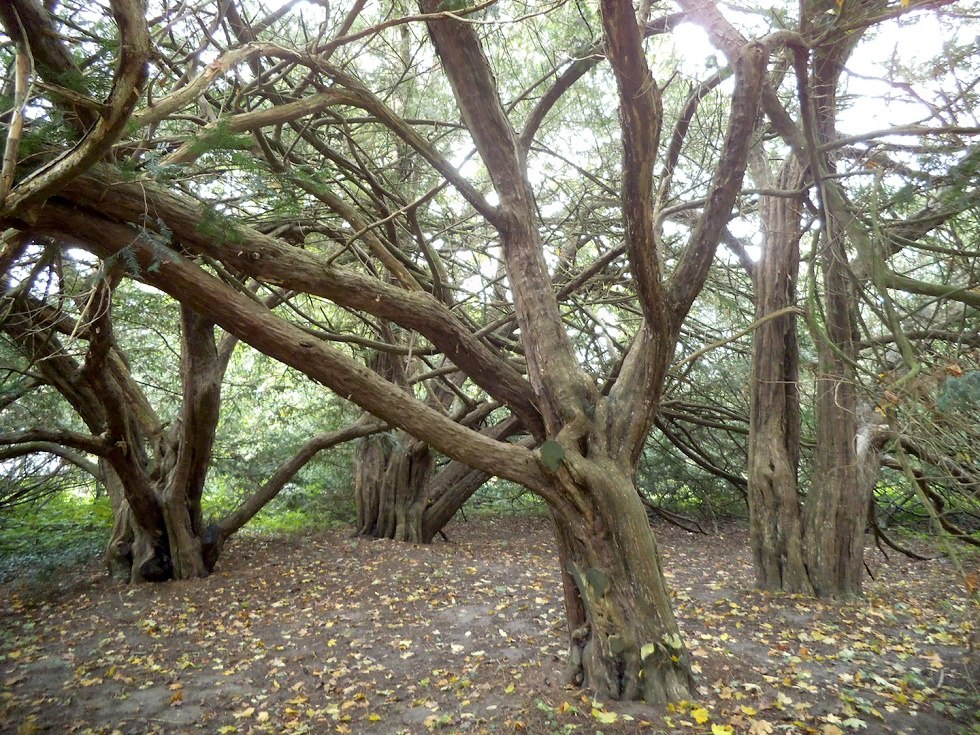 The four yews of Swantow., © Tourismuszentrale Rügen