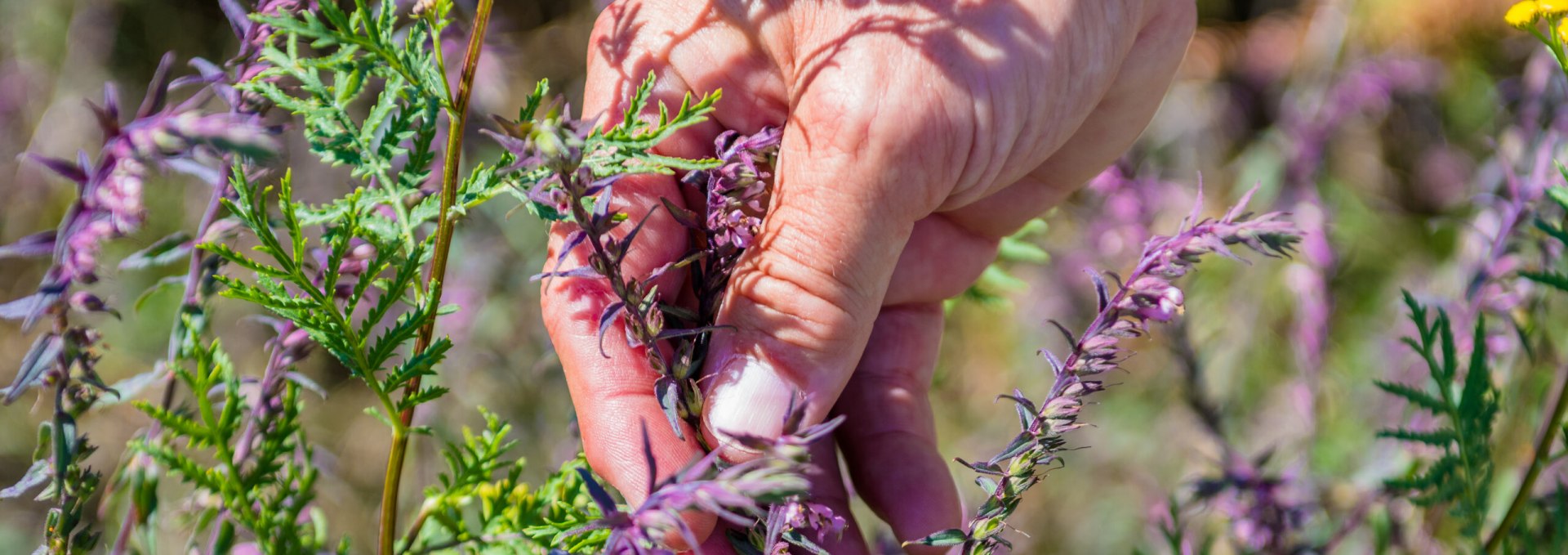 During the herbal hike in the Zicker mountains on the island of Rügen you will learn a lot about herbs and their healing powers., © TMV/Tiemann