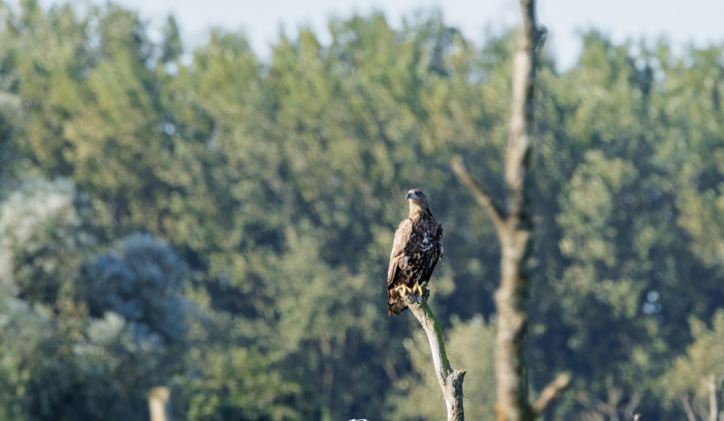 Young white-tailed eagle, © Kevin Hempel/ Vogeltouren MV