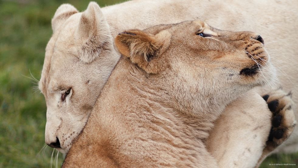 White lioness Ava and her sister Jade, © Gerald Pfaff, Erlebnis- & Tigerpark Dassow