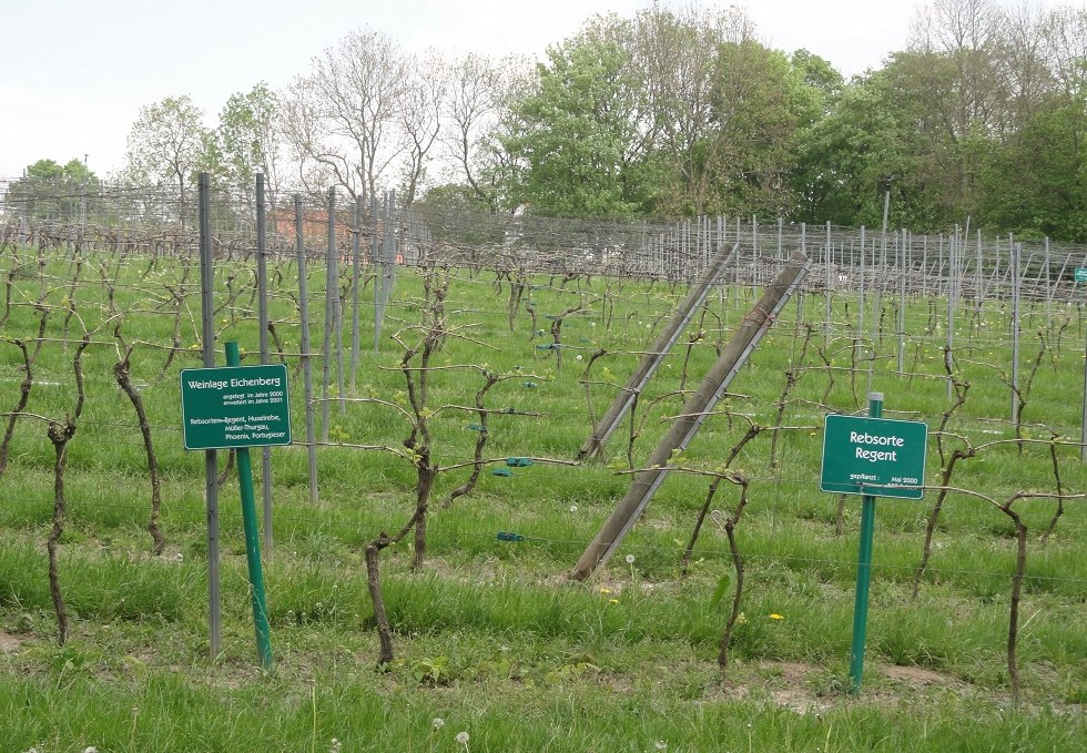 Vines, © B. Fischer