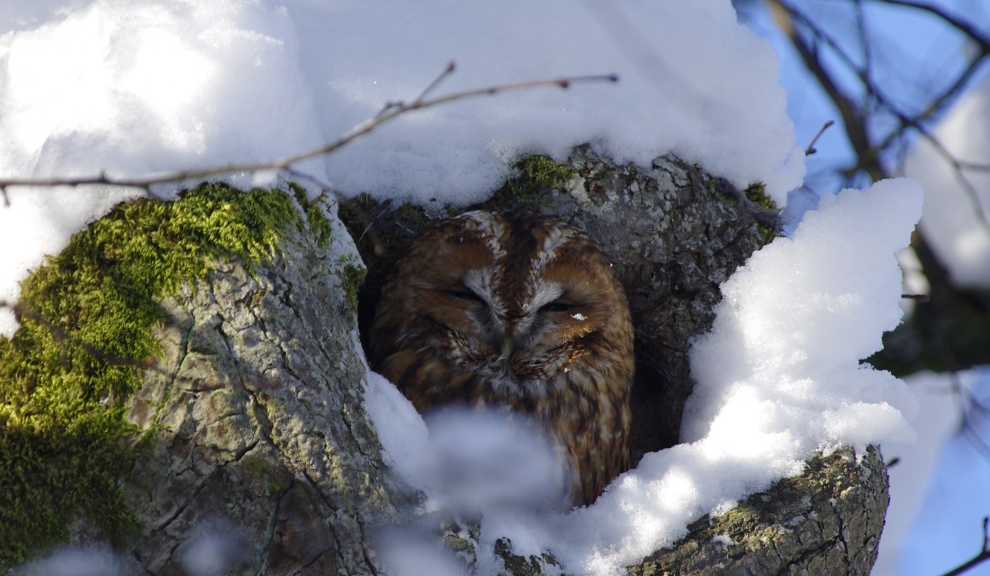 Tawny owl in winter2_Werner Borok, © Werner Borok