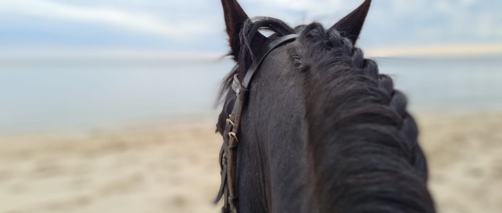 On a Frisian horse by the sea, © Hotel Friesenhof