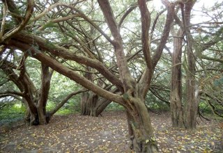 The four yews of Swantow., © Tourismuszentrale Rügen