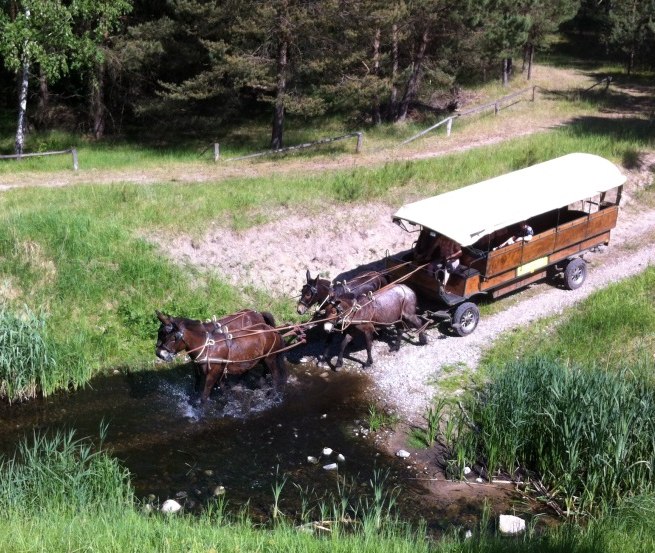 The ride can be exciting. Do the animals go through the water?, © Reit- und Fahrtourstik Lychen