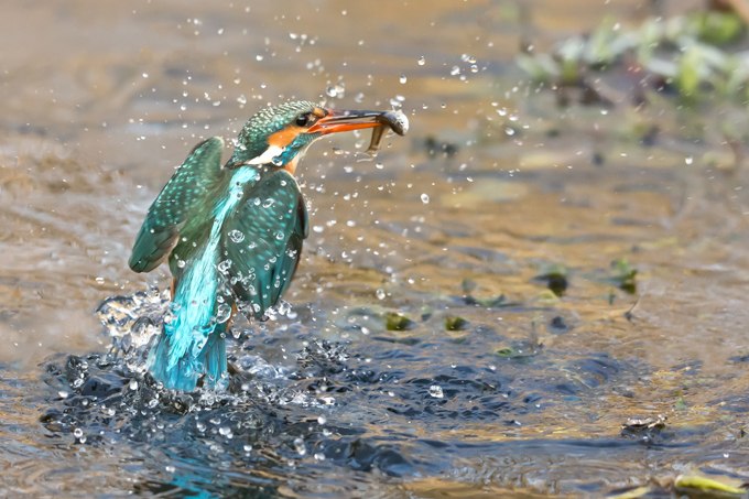 Kingfisher, © Knut Fischer