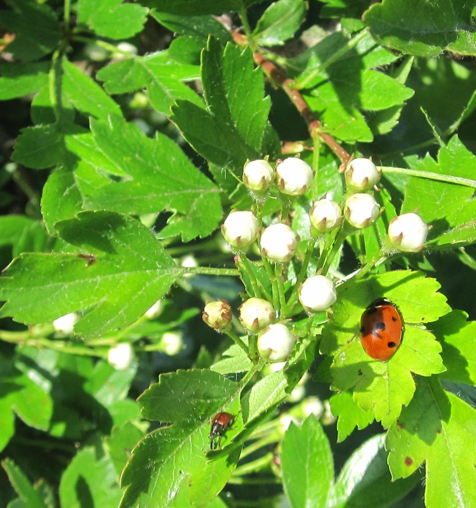 Nature, ladybug, leaf, © Kurverwaltung
