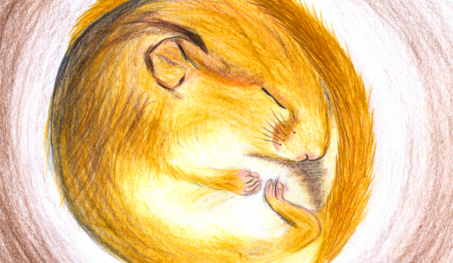 drawn sleeping dormouse in cave, © Mareike Wauer/Müritzeum