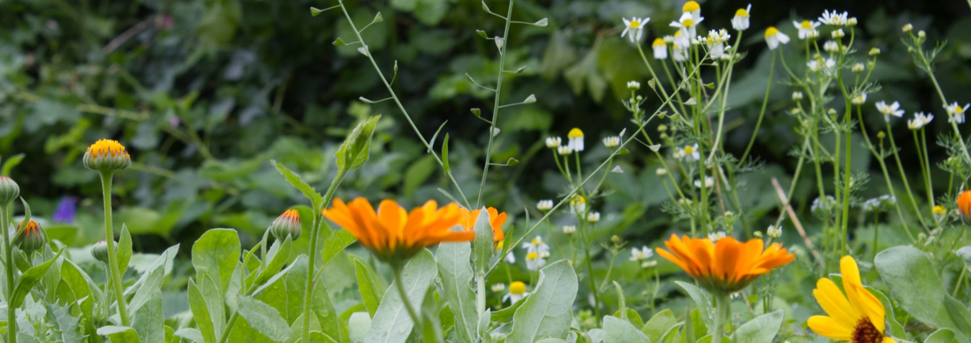 Marigolds and camomile in the garden of wild herb farm Winkelkraut, © Wildkräuterhof Winkelkraut / Antje Conrad