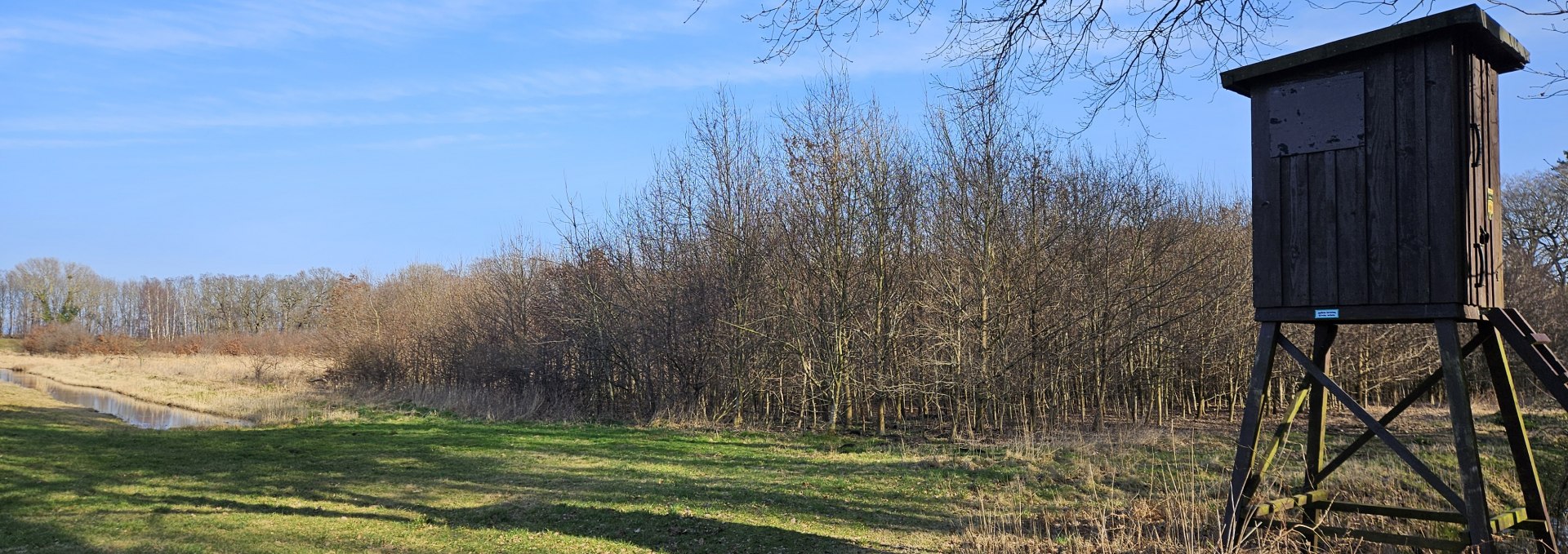 Trees have been growing in the Koserow climate forest (Island of Usedom) since 2011, © Landesforst MV