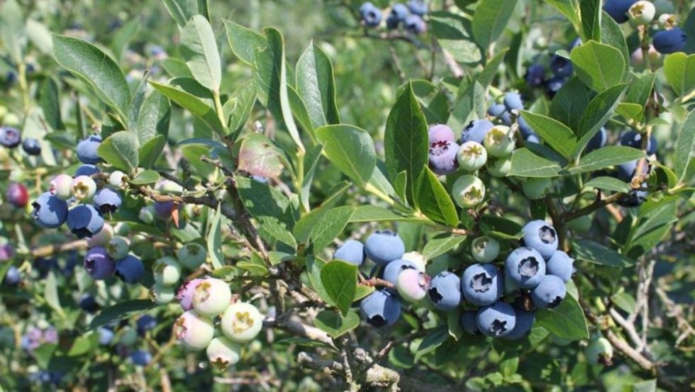 Largest blueberry producer in Mecklenburg-Vorpommern - cultivation on 21 ha, © AG Chemnitz