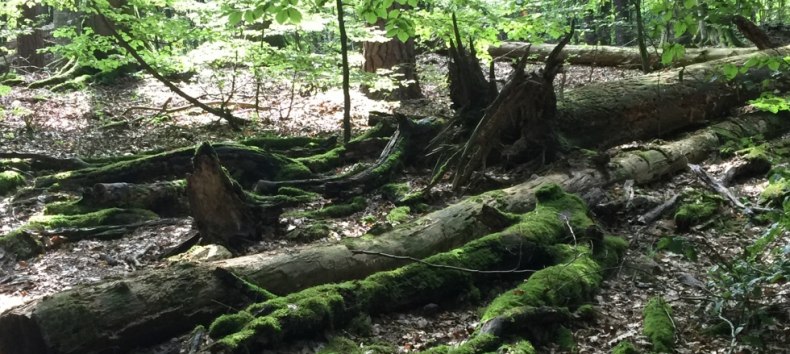 Guided tour of the UNESCO World Heritage Site "Ancient Beech Forests, © Otto Woit