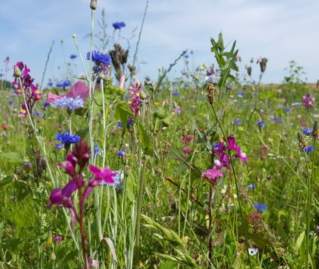 Wild flower meadow at the Wandelweg Sietow, © TMV/UB