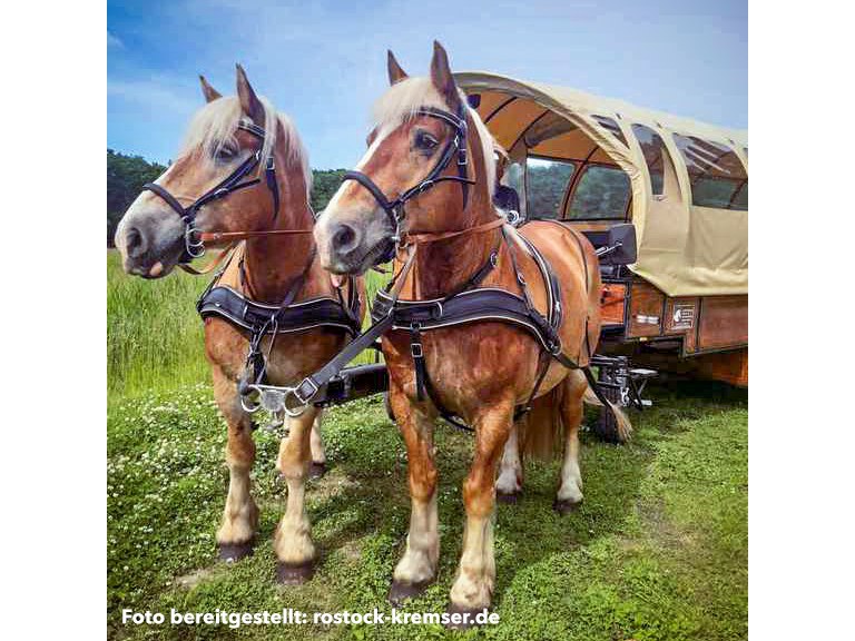 Mecklenburg carriage and Kremser rides, © bereitgestellt: rostock-kremser.de / Axel Peters