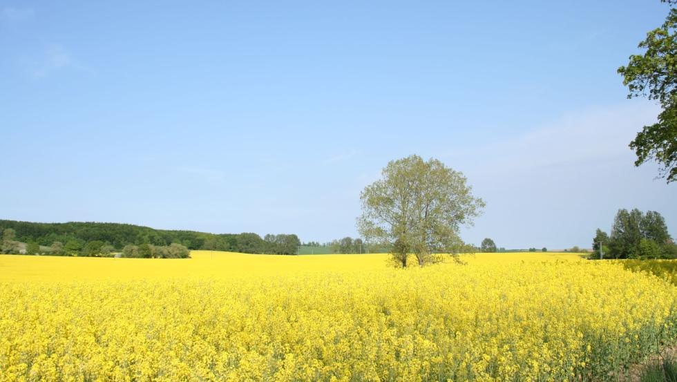 View from the sculpture park on the rape blossom, © Klaus-Dieter Bartsch