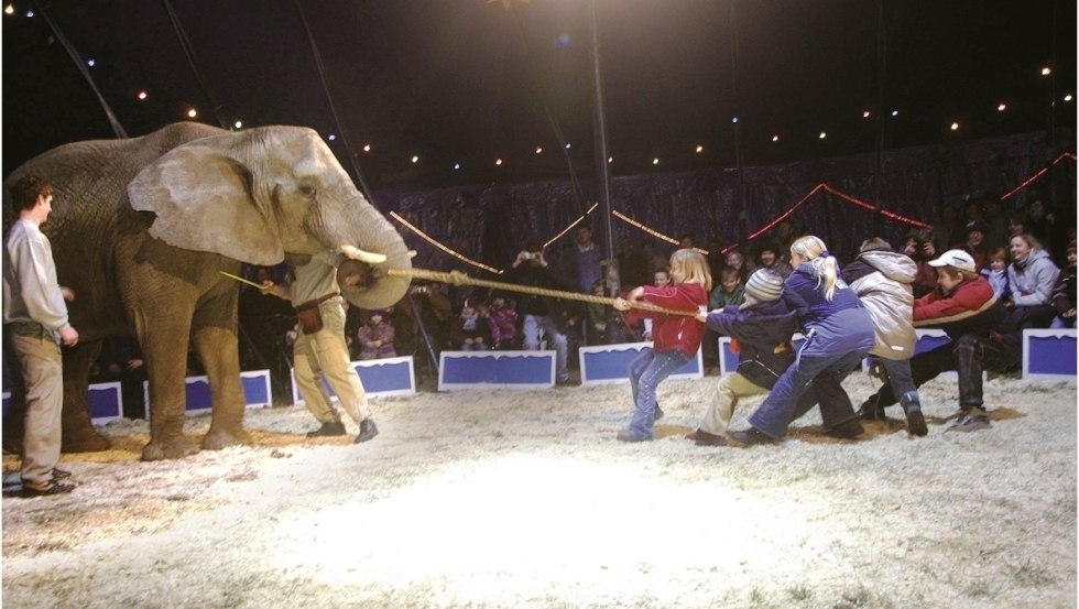 Elephant yard tug of war, © Elefantenhof Platschow