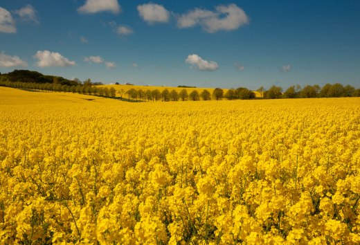 Beautiful rape field in Jasmund National Park on Jasmund Peninsula in the north of Rügen., © TMV/Werk3