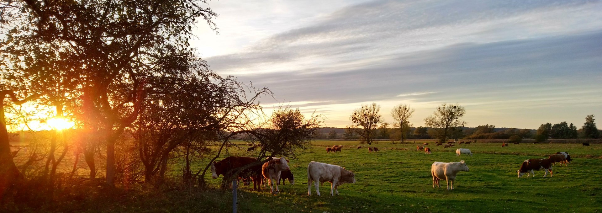 Visit to the domestic cattle, © Jana Koch