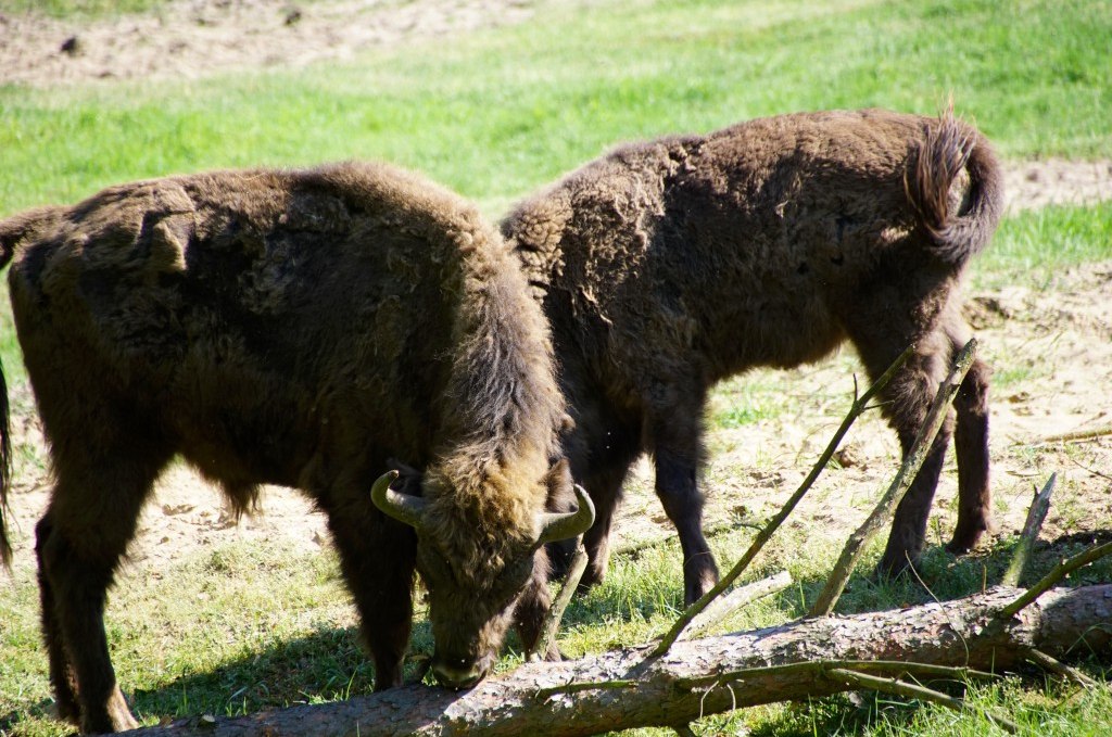 Bison calves, © Landesforst MV