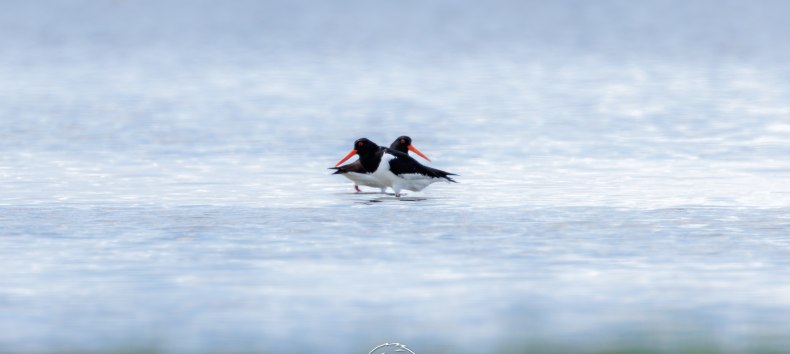 Oystercatcher, © Vogeltouren MV