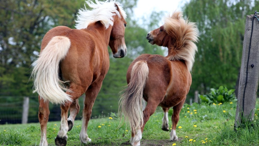 Our horses Pia and Karino, © Hof Prangendorf/Sorge