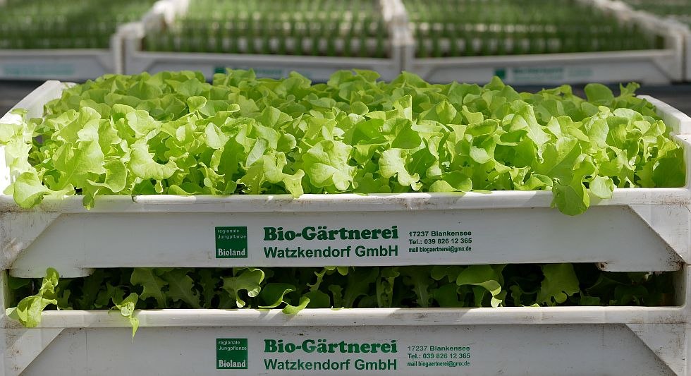 Regional young plants from the organic nursery, © Bio-Gärtnerei Watzkendorf