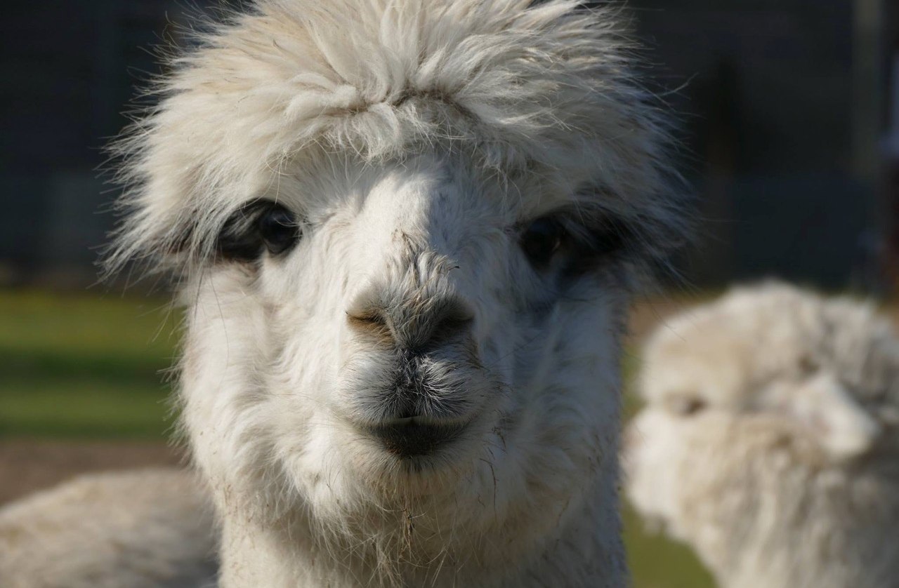 Ever kissed an alpaca? With us you can try it out!, © Fleesensee Alpakas