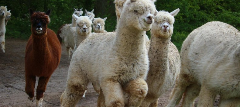 Alpaca hike, © Jennifer Dietel