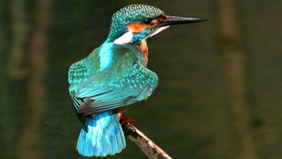 In the quiet corners of the Alte Elde the kingfisher seeks his fishing luck, © TV Mecklenburg-Schwerin e.V.