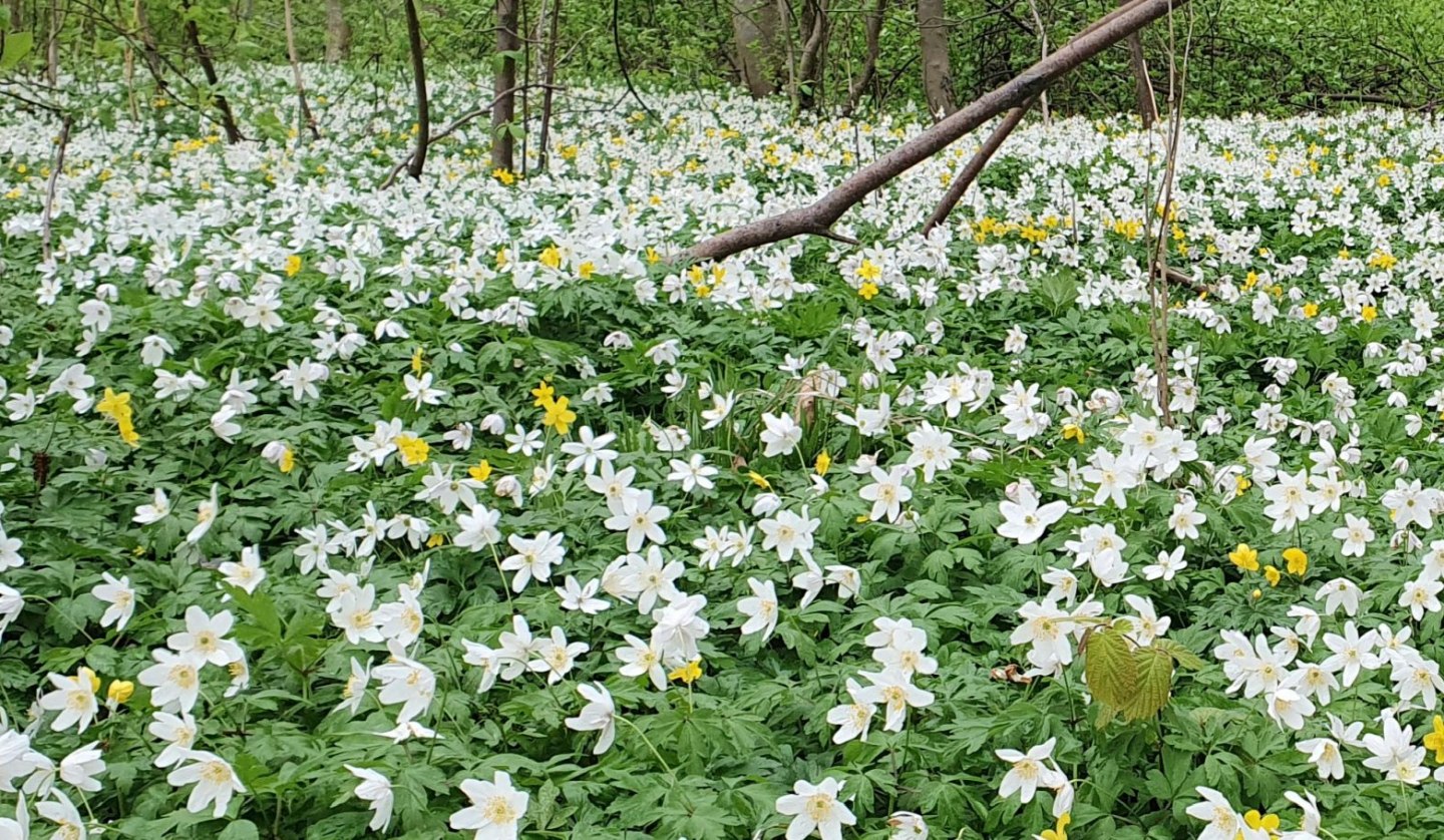 Spring awakening (c) Kurverwaltung Goehren, © Kurverwaltung Goehren