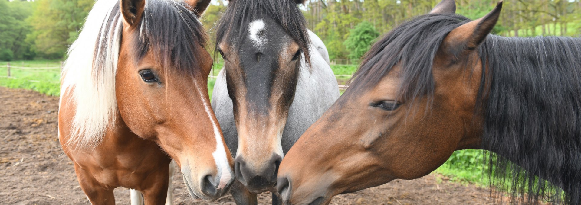 At the horse farm Zislow there are different ponies for riding lessons., © Pferdehof Zislow