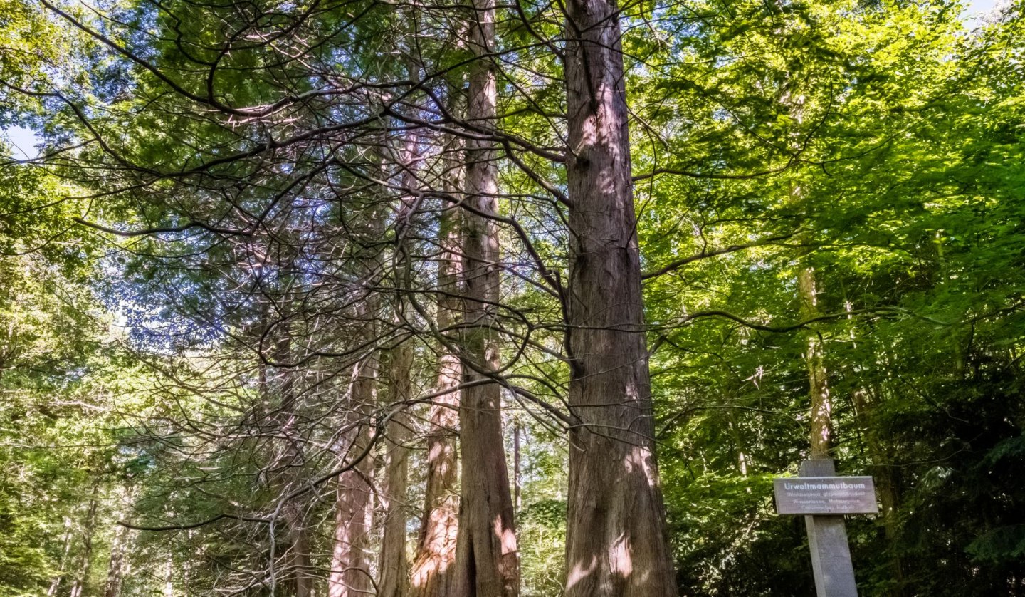 Redwood trees in the Osterwald Zingst, © TMV_Tiemann