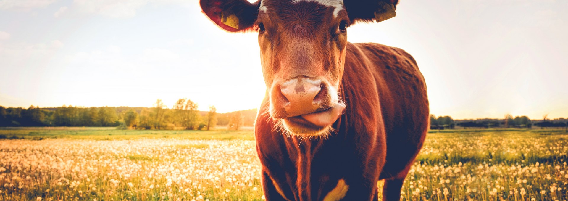 Cow pasture, © Seeweide Naturcamping Penzlin