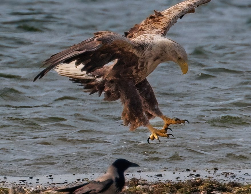 Adult white-tailed eagle, © Kevin Hempel