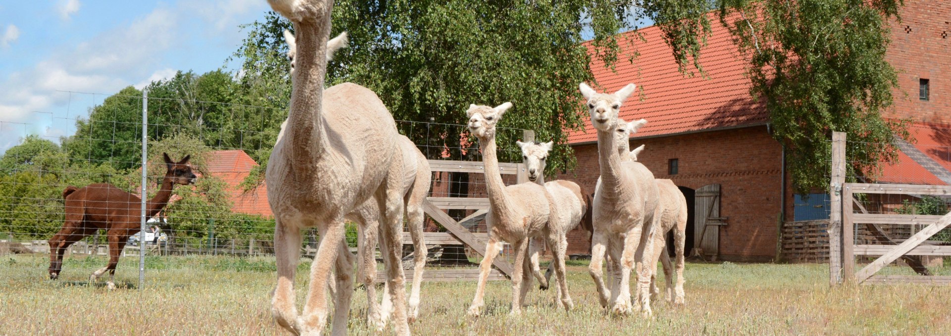 Alpacas, Birkenkamp farm, © Tourismusverband Mecklenburg-Schwerin