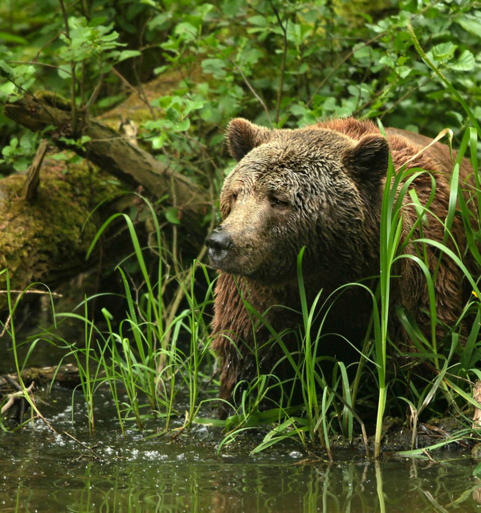 On the trail of rescued brown bears at the bear sanctuary, © Thomas Oppermann