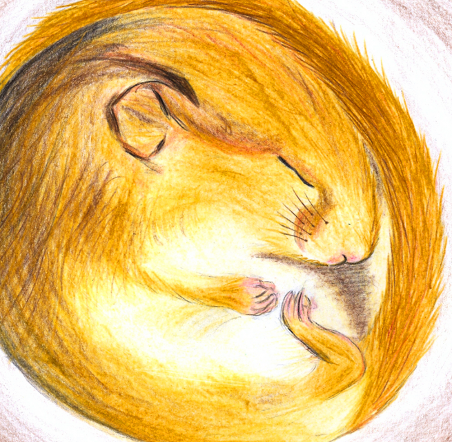 drawn sleeping dormouse in cave, © Mareike Wauer/Müritzeum