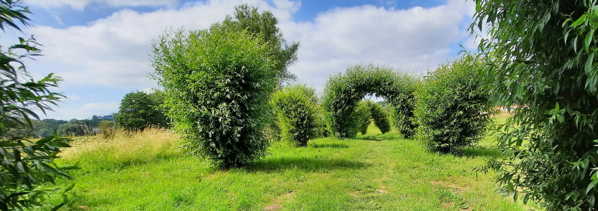 Willow Walk, © M. Lenthe