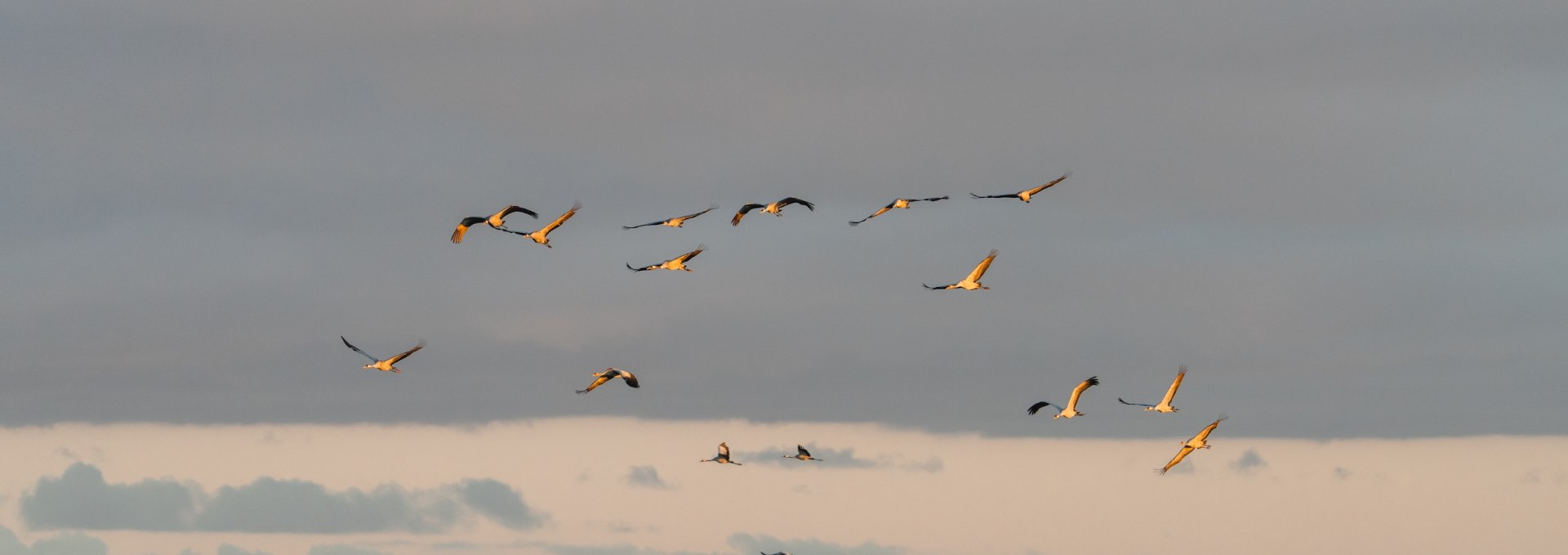 Cranes fly over a lake in the Vorpommersche Boddenlandschaft National Park at sunrise, while other cranes stand in the water.