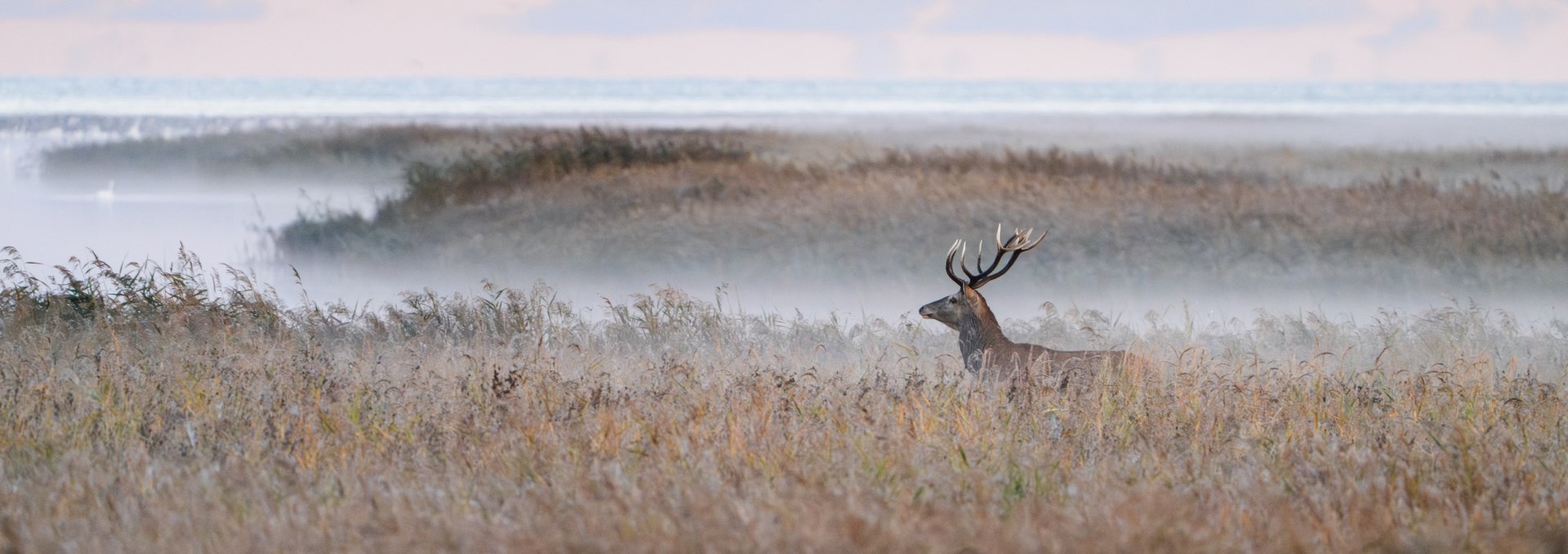 A large stag stands amidst reeds and fog in the Western Pomerania Lagoon National Park.